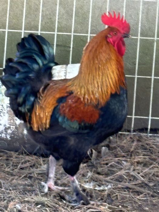 Ovos de galinhas raça marans