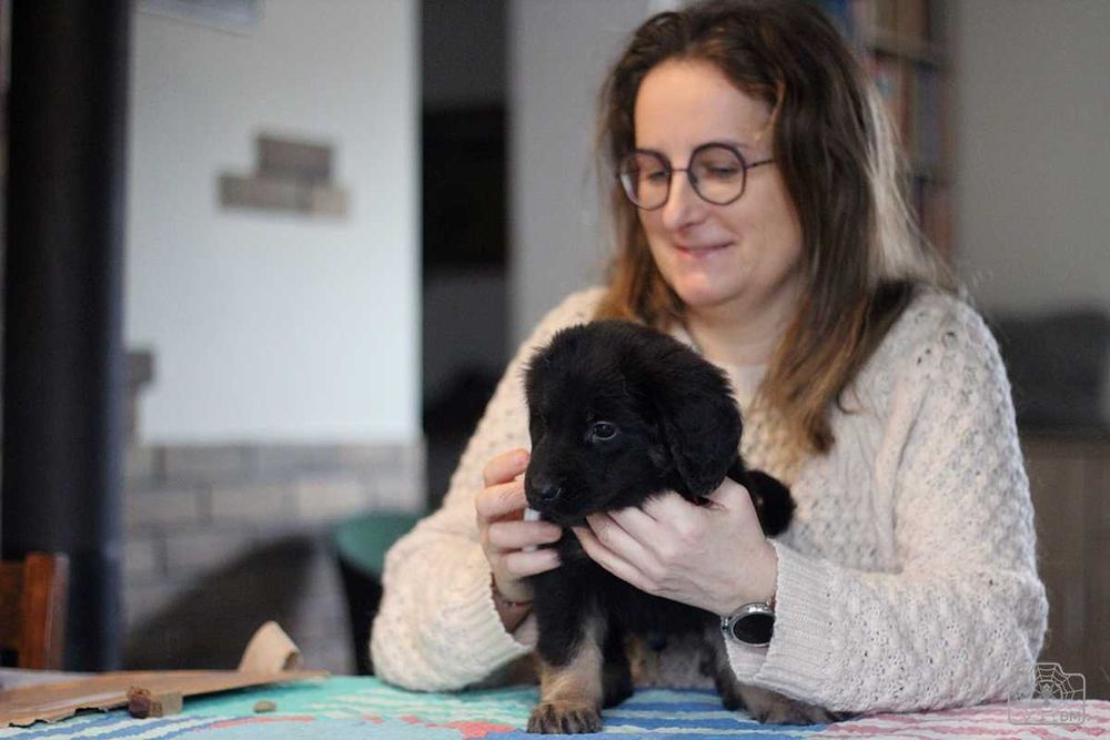 szczenię rasy Hovawart