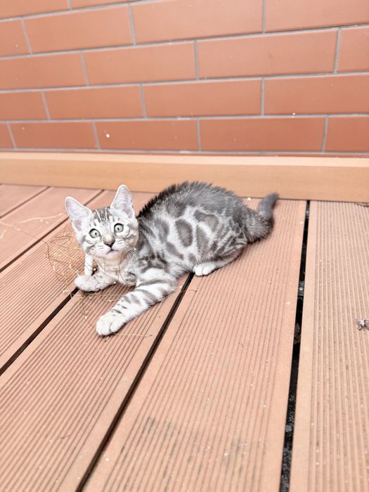 Бенгал  Silver Girl