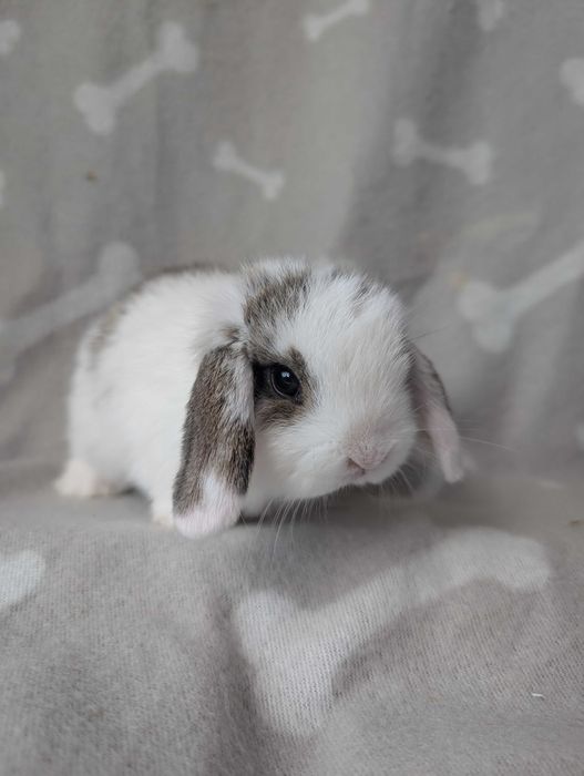 Mini lop, baranek miniaturka, metryka