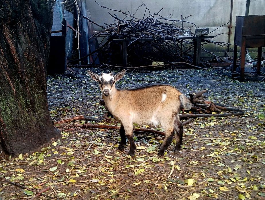 Козлята камерунские 31.07.25