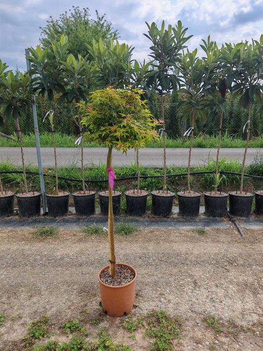 Klony palmowe szczepione na pniu w odmianach