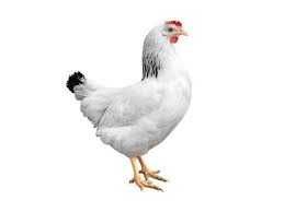 Яйце інкубаційне Домінант СУсек