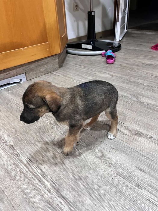 Cadela para adoção