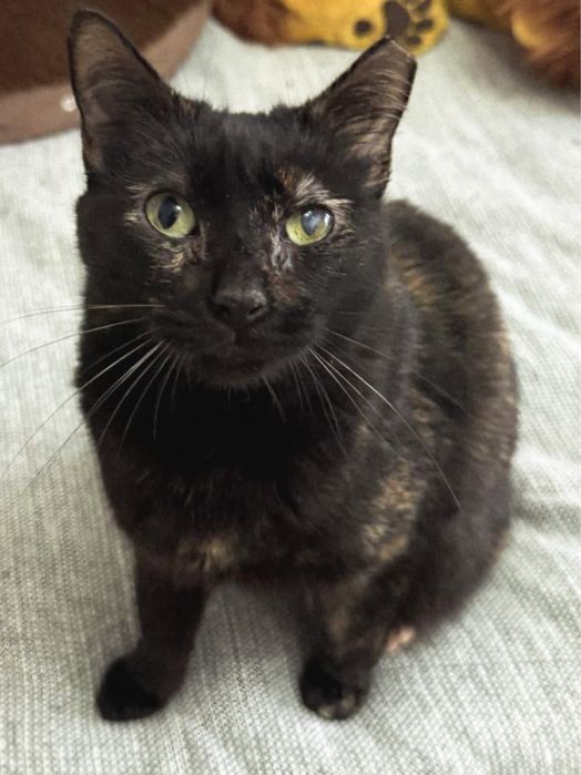 Nala, gatinha de olhos verdes para adoção