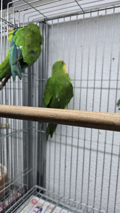 Barraband aves novas