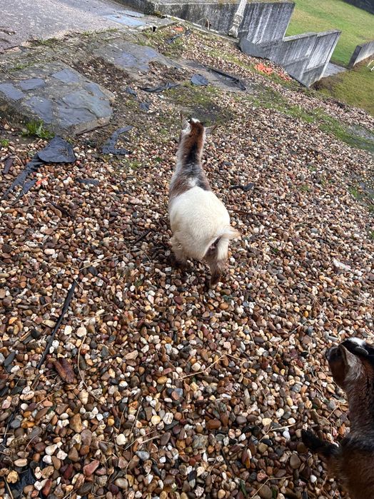 Casal de Cabras - 8 meses de idade