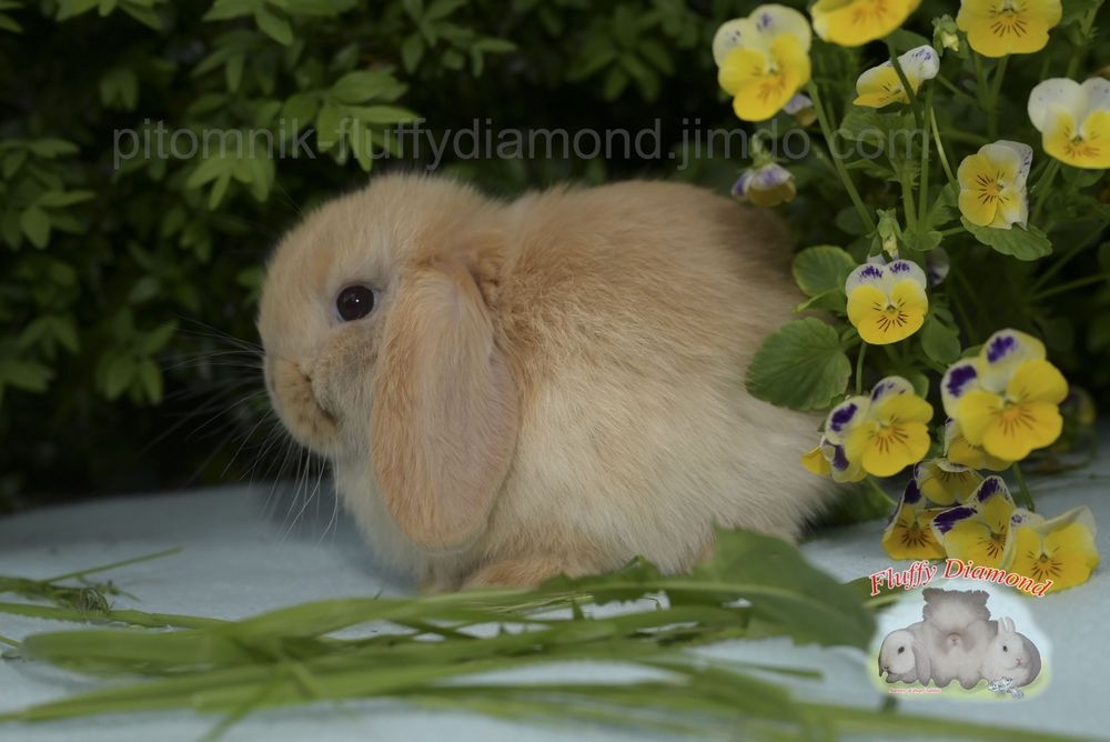 Висловухі кролики з розплідника "Fluffy Diamond" Карликові NHD