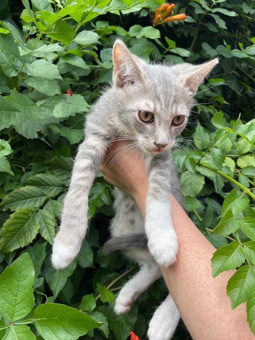 Кошеня, 3 місяці, хлопчик.