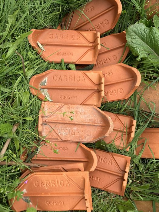 50 Agueiros novos Carriça