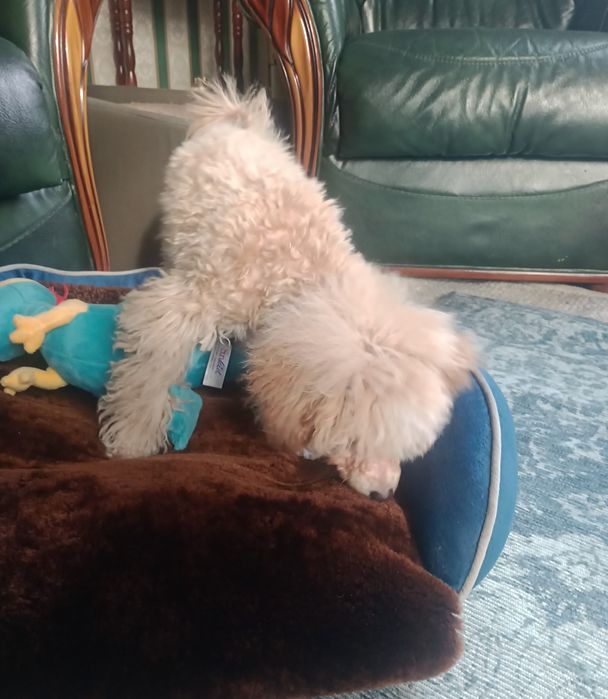 Pudel miniaturowy xBichon frise