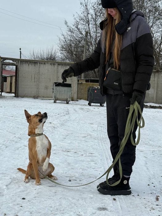 Послуги юного кінолога : вигул, соціалізація, навчання