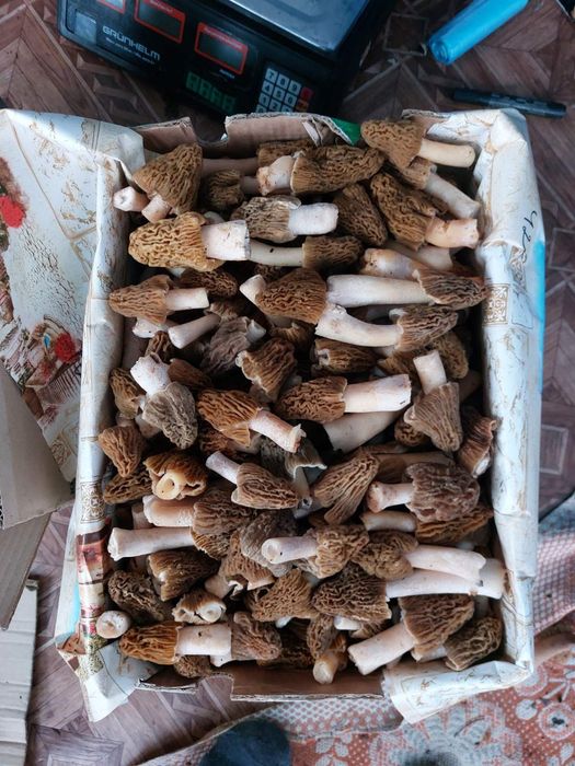 Приймаємо пред замовлення на гриби зморшки