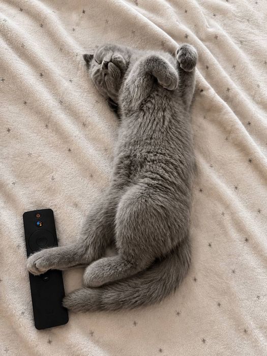 Шотландський Котик