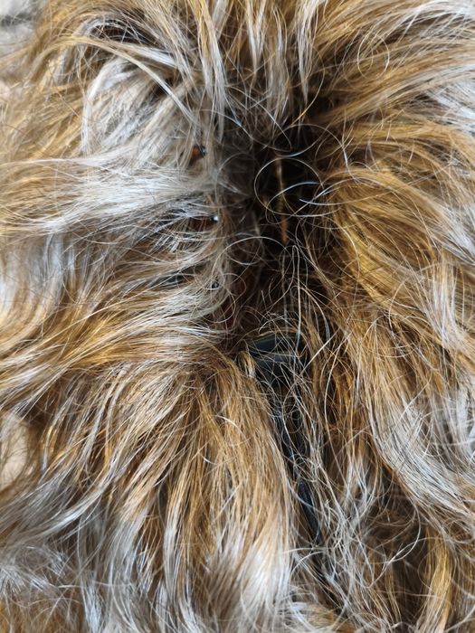 Afrokrab afroloki kucyk