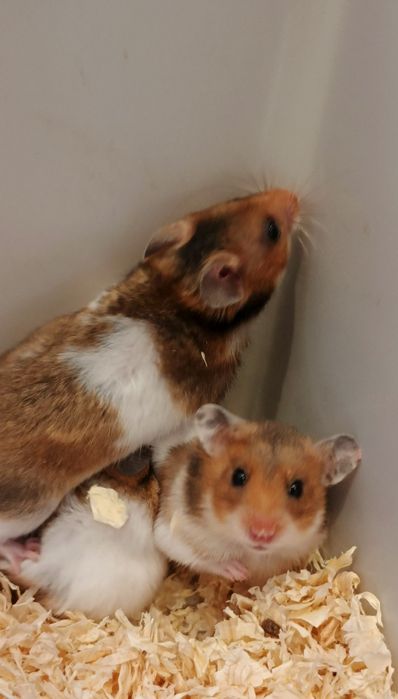 Chomik syryjski Sosnowiec