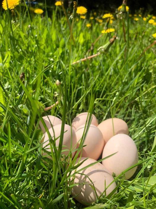 Jajka swojskie z wolnego wybiegu.