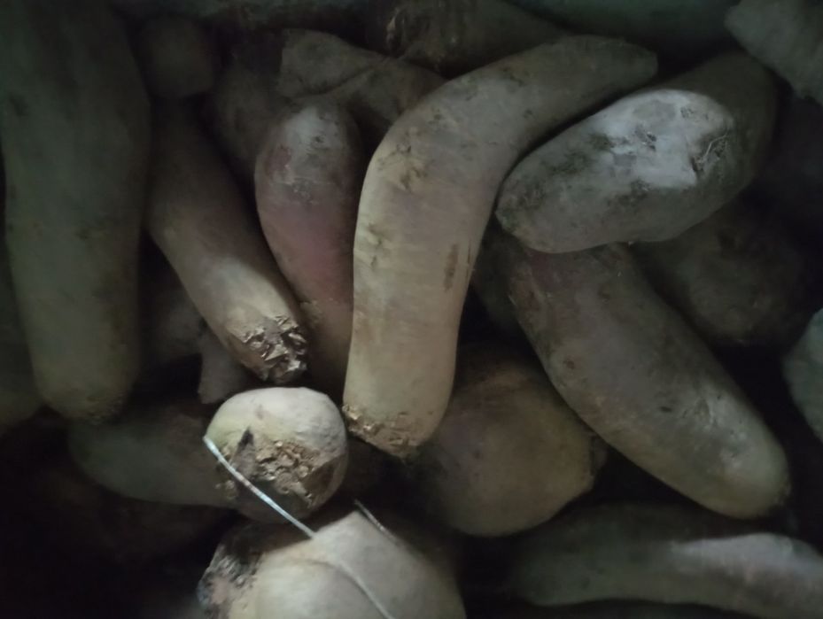 Морква-буряк столовий по 15