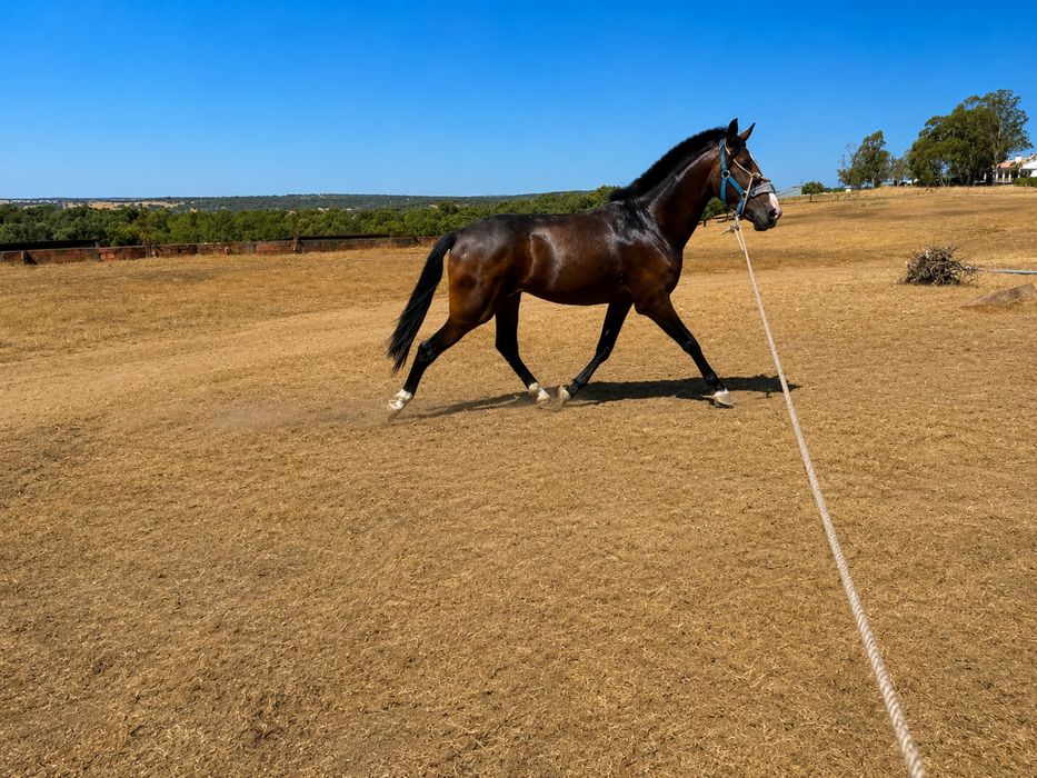 Cavalo Lusitano