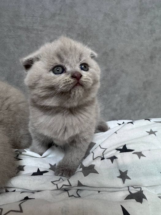 Шотландські кошенята.