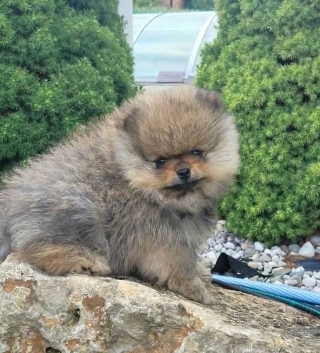 Szpic miniaturowy pomeranian piesek FCI