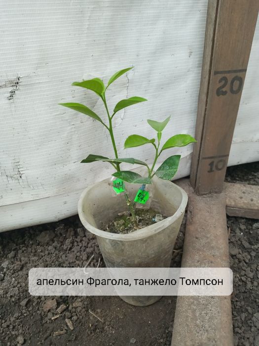 На 2 вида цитруси