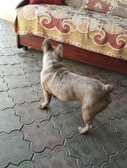 В'язка французького бульдога