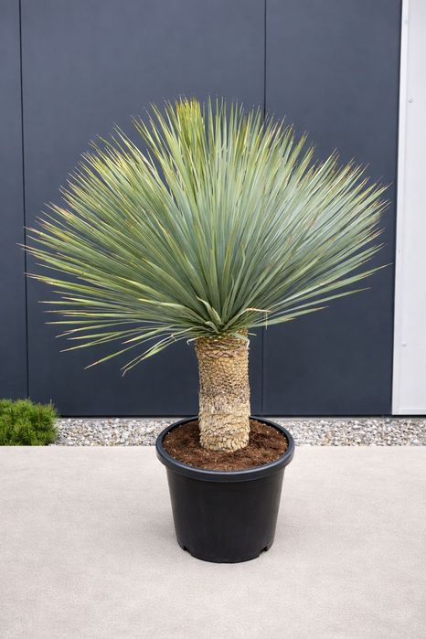 Juka Rostrata 150cm – Topowy Trend Ogrodowy! Mrozoodporna -20