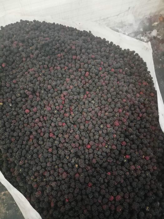 Продаємо на постійній основі ягоди Смородини,Ожини,Малини