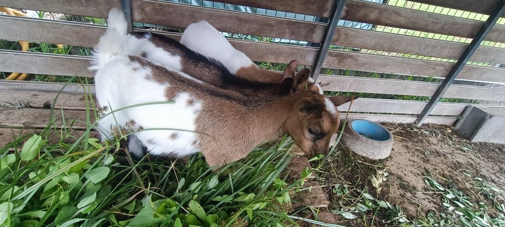 Cabras micro anãs