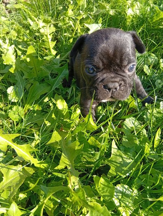 Buldog francuski suczka