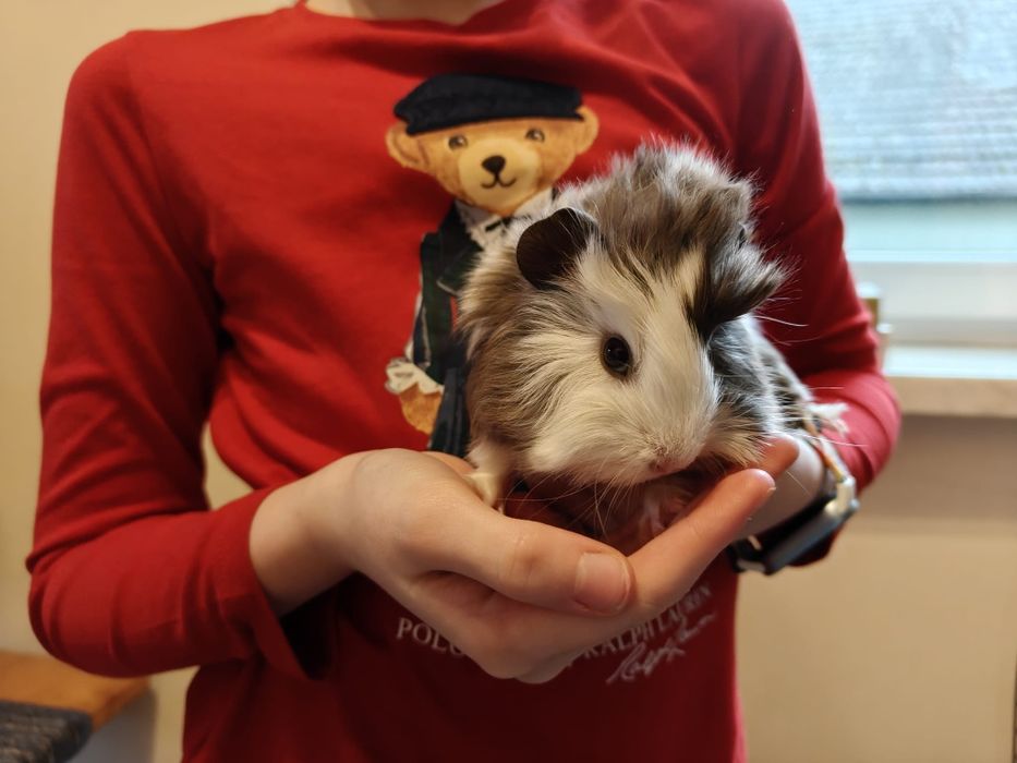 Świnka morska, rozetka, samczyki, odbiór ŚWIĘTA