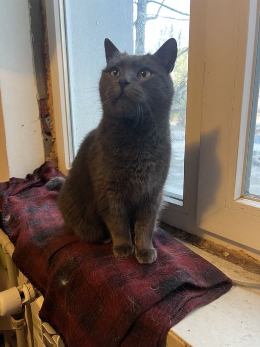 Кішка шукає дім