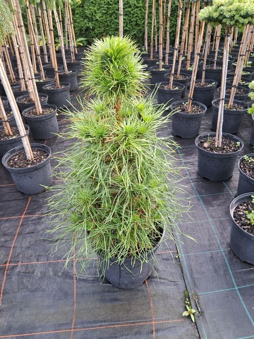 сосна щеплена /сосна привитая