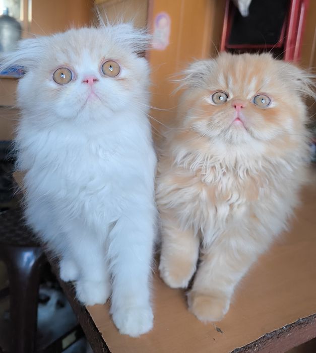 Персидскі кошенята