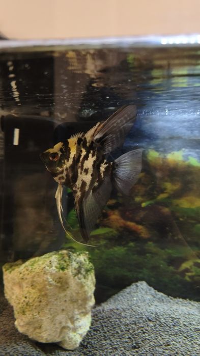 Peixe Escalar com cerca de 2 anos