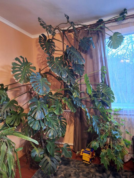 Вазони: Пальма, Кактус, Юка