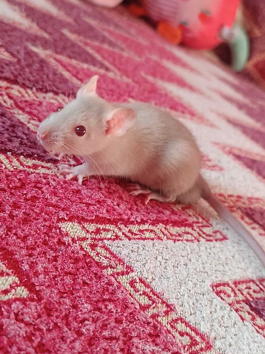 Подарую щуренят,крисенята хлопчики