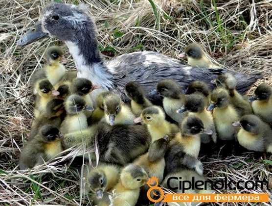 Инкубационое яйцо утки Голубой фаворит