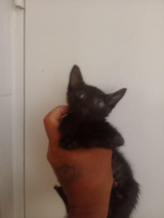 Gatinhos bebés para adoção