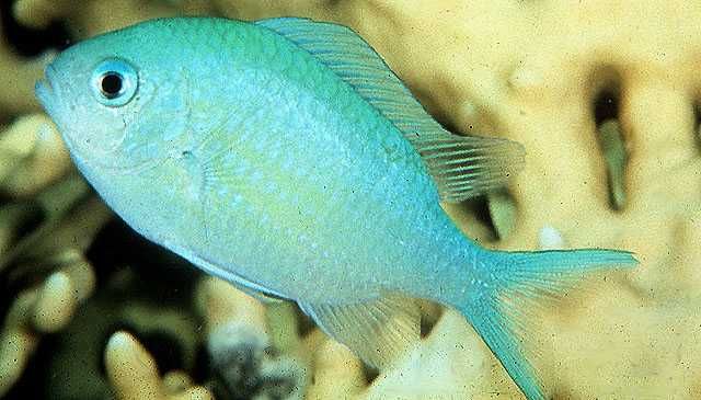 Chromis viridis akwarium morskie
