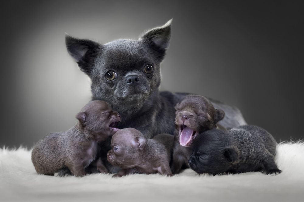 Unikatowa suczka chihuahua niebieska XXS długowłosa blue