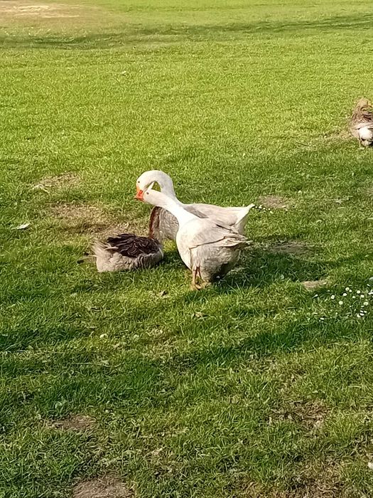 Jajka od gęsi mieszanych
