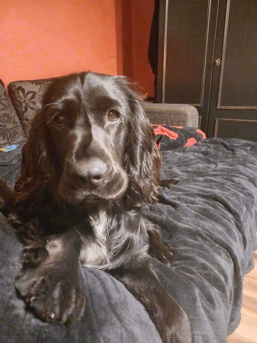 Oddam Cocker spaniela