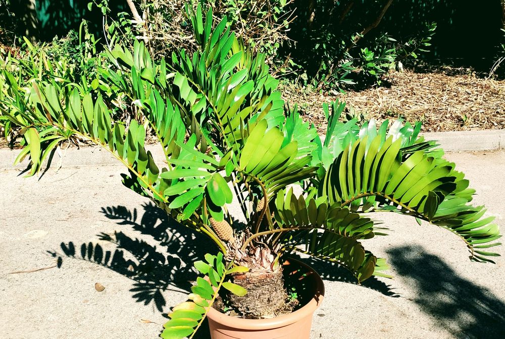 Zamia furfuracea, Zamioculca de Sol ou Palmeira de papelão / cartão
