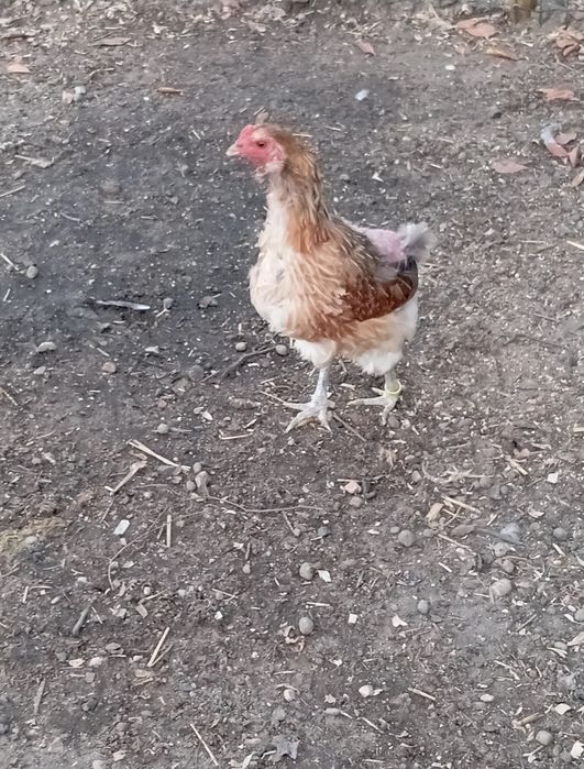 Auraucana e orpington