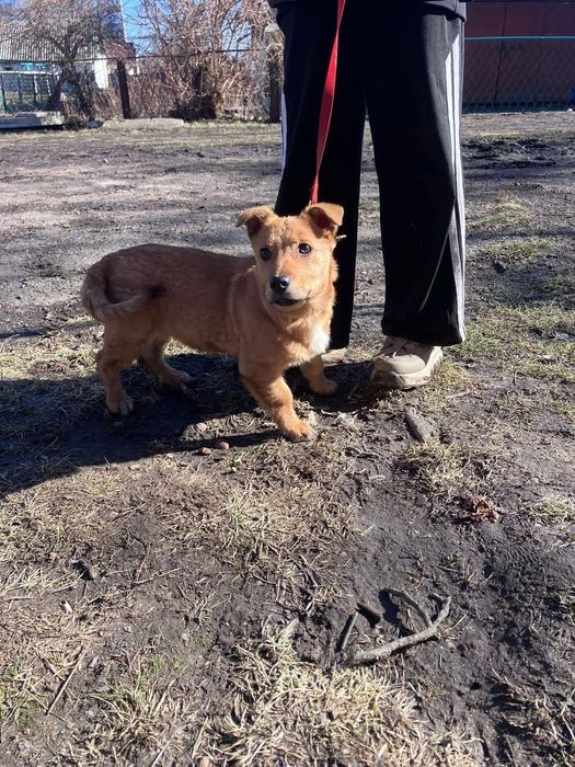 Карлівка! Шукаємо сімʼю дівчинці! Віддам у добрі руки цуценя!