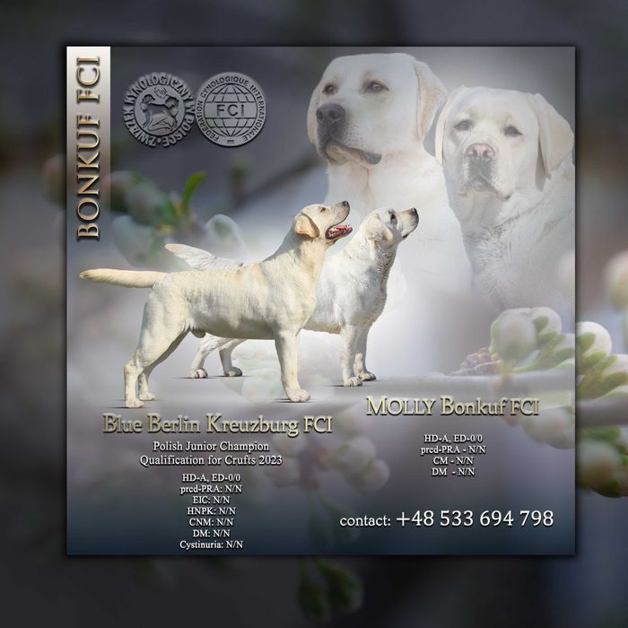 szczeniaki Labrador Retriever rodowód ZKwP/FCI