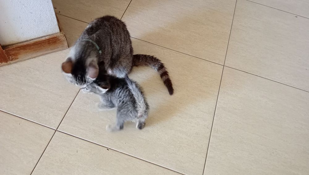 Gatinho para adoção