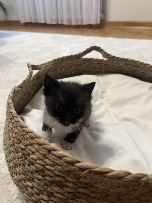 Віддам кошеня в добрі руки